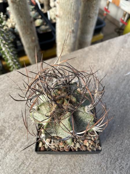 Astrophytum capricorne var. senile